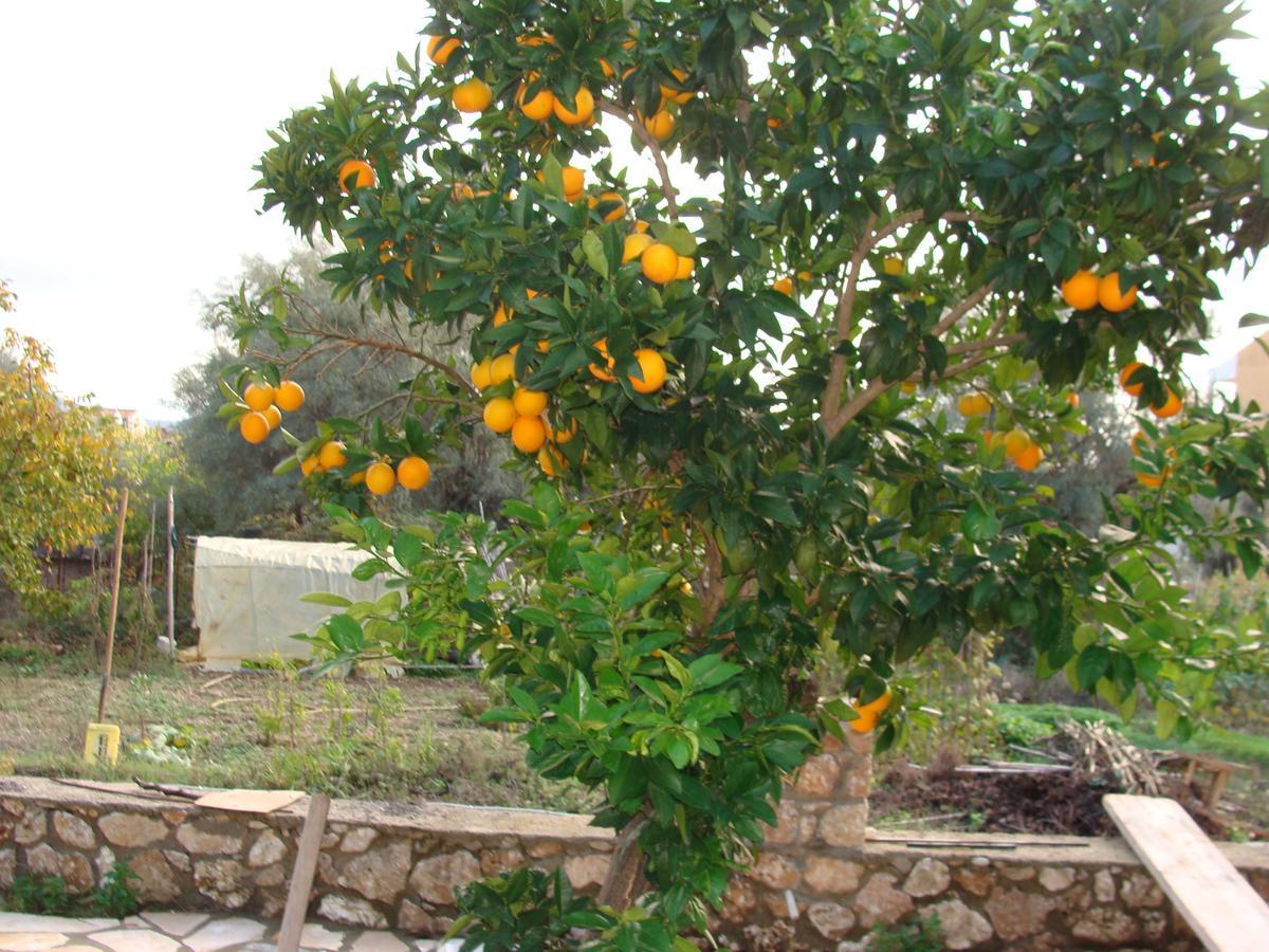 Villa Galini Nikiana Buitenkant foto